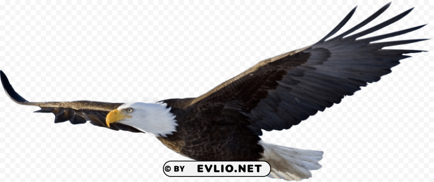 bald eagle flying PNG file without watermark
