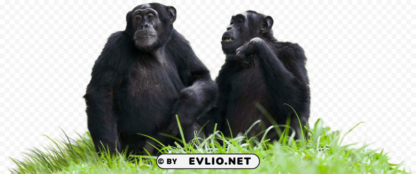 chimpanzees sitting on grass PNG for web design