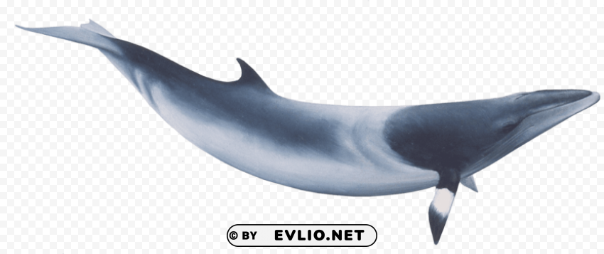 minke whale Isolated Element on Transparent PNG