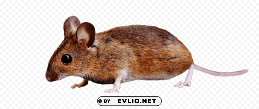 brown mouse standing Isolated Design Element in Clear Transparent PNG