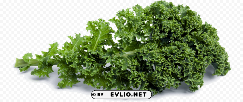 kale Transparent Background Isolated PNG Design