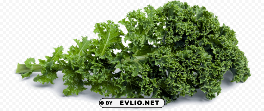 Kale Transparent Background Isolated PNG Design