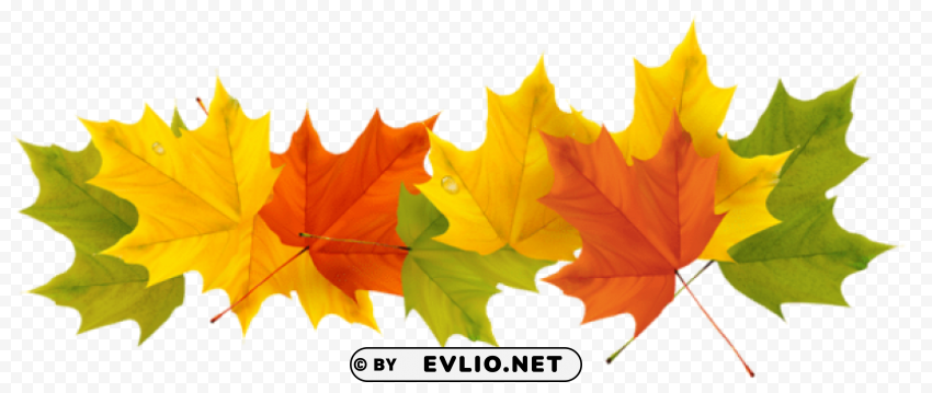 transparent fall leaves PNG Image with Isolated Graphic Element