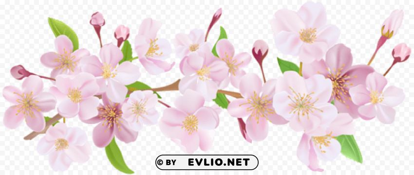 cherry blossom spring branch PNG graphics for presentations