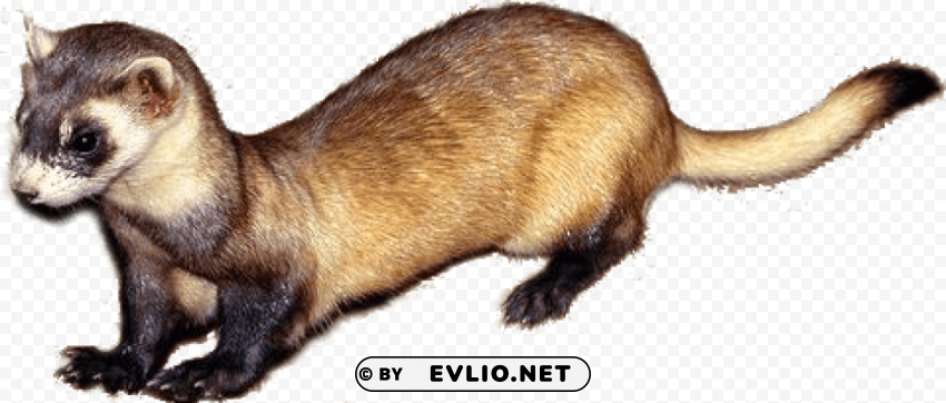 ferret Transparent graphics PNG png images background - Image ID f91cb0a0