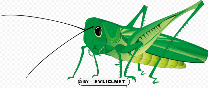 grasshopper ClearCut Background PNG Isolated Item