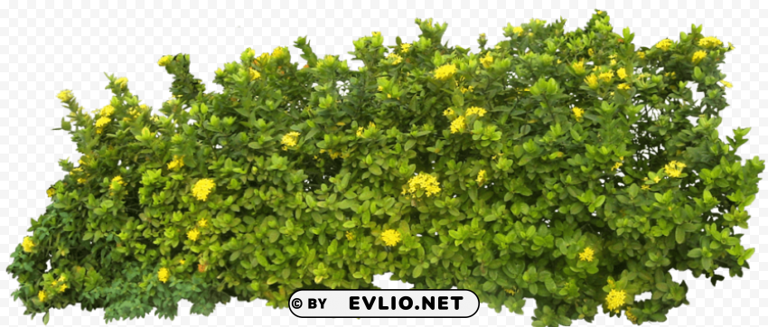 plants Transparent PNG Isolated Item