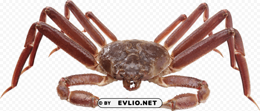 crab Isolated Character on Transparent PNG