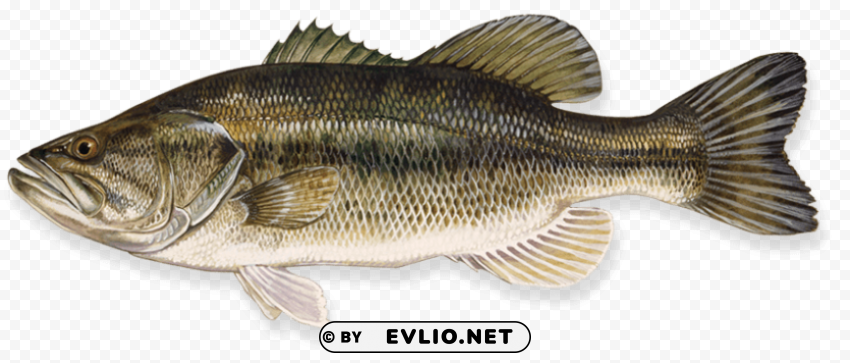 Fish Transparent PNG Images Free Download