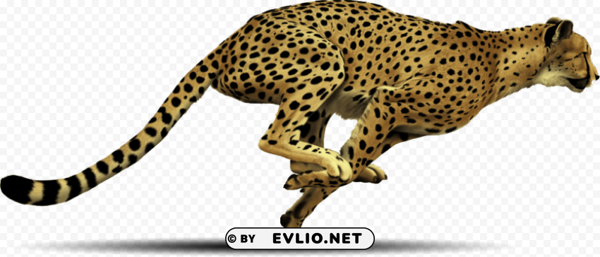 cheetah PNG files with no background free