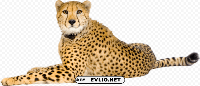 cheetah PNG for educational projects