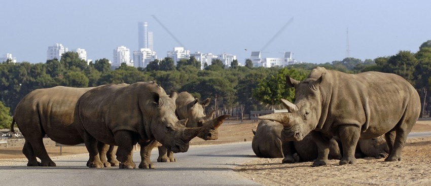 family rhinoceroses road walk wallpaper High-resolution transparent PNG images