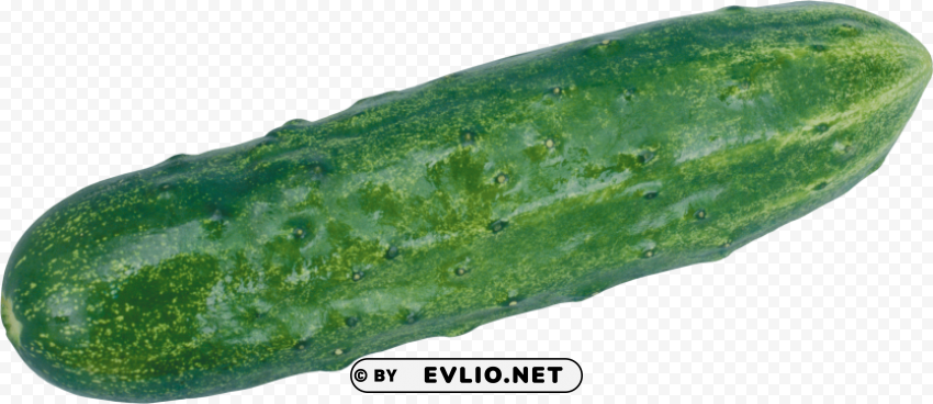 cucumber Transparent PNG images extensive variety