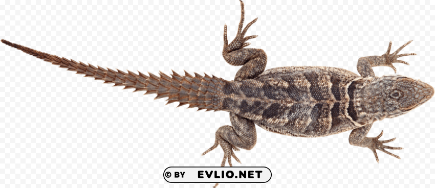 lizard pics PNG with alpha channel for download