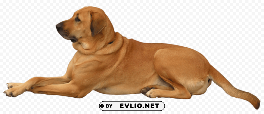 dog PNG Illustration Isolated on Transparent Backdrop