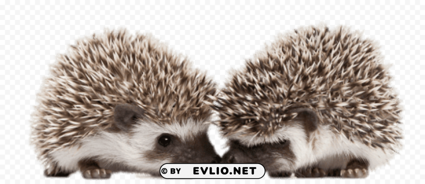 hedgehogs touching snouts PNG files with transparent backdrop png images background - Image ID 84013579