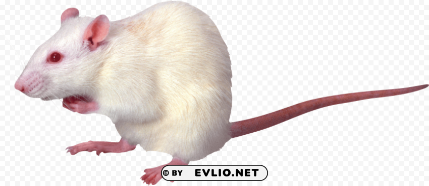 mouse Clear image PNG