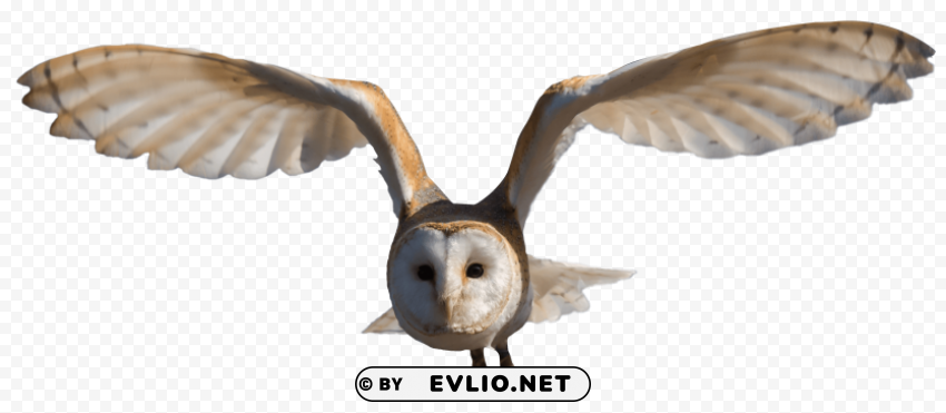 Barn Owl PNG pictures with no backdrop needed