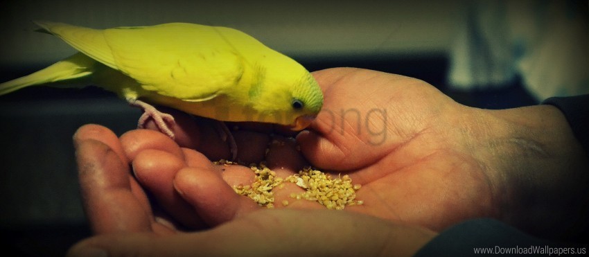 food hand parrot wallpaper PNG clear images