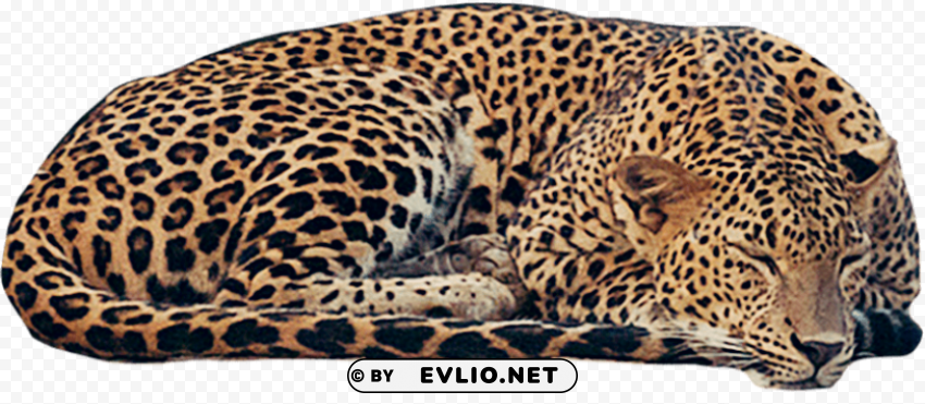 jaguar free Transparent PNG Isolated Design Element