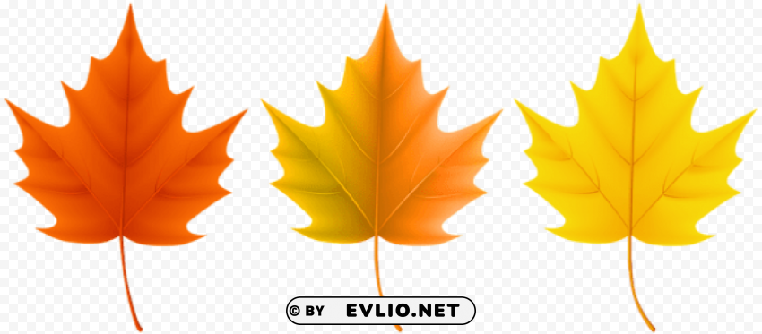 autumn leaves set Isolated Graphic on HighQuality Transparent PNG