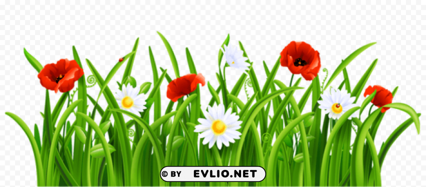 poppies and daisies with grasspicture Isolated Design Element on PNG