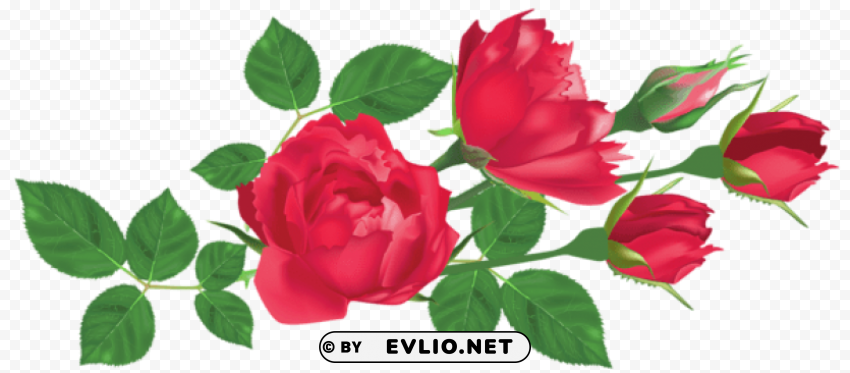transparent red rosespicture High-resolution PNG images with transparency wide set