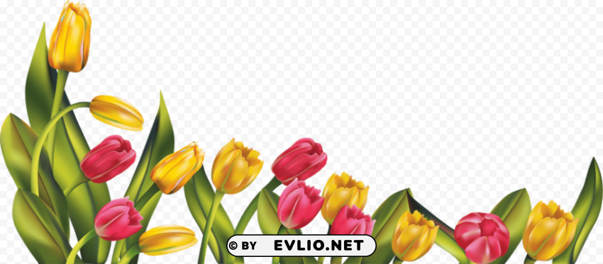 tulip PNG images with transparent overlay