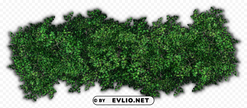 bushes pic PNG transparent pictures for projects