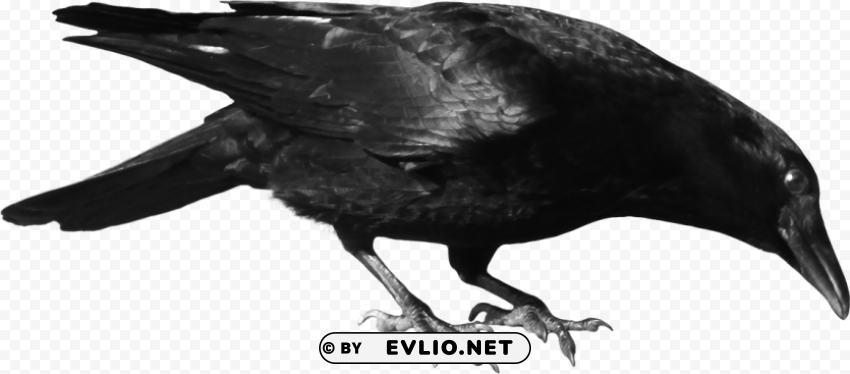 Crow Isolated Illustration in HighQuality Transparent PNG