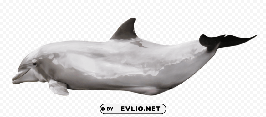 dolphin gleaming Isolated Graphic on Clear PNG