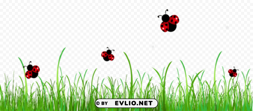 grass with ladybugspicture Isolated Element on HighQuality PNG
