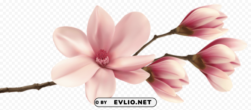 spring magnolia branch PNG image with no background