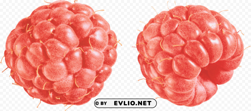 raspberry Clean Background Isolated PNG Illustration