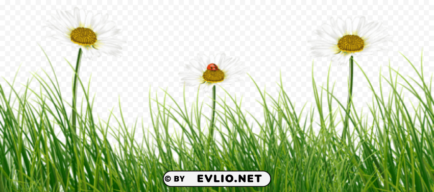 green grass with daisies and ladybug Isolated Element with Transparent PNG Background