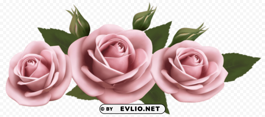 beautiful pink roses Free transparent background PNG