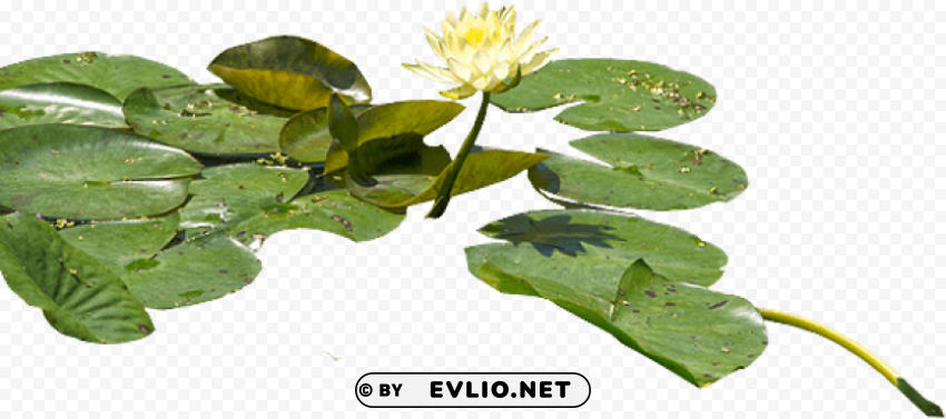 PNG image of water lily PNG Image with Clear Isolation with a clear background - Image ID 49da6ee5