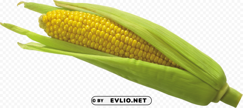 corn Transparent PNG Isolated Graphic Design