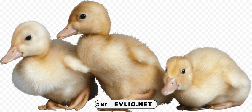 3 little cute ducklings PNG files with clear background