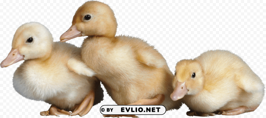 3 little cute ducklings PNG files with clear background png images background - Image ID 702547bb