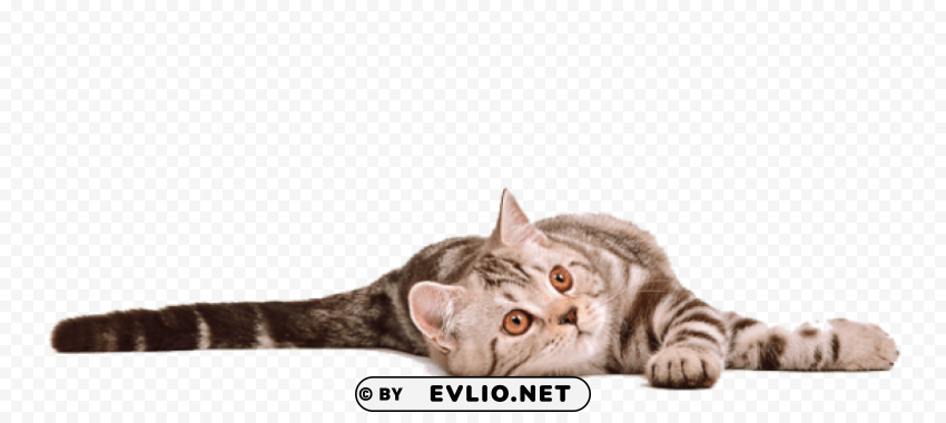 cat Free PNG images with clear backdrop