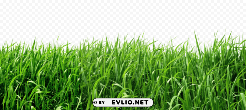 grass Clear pics PNG