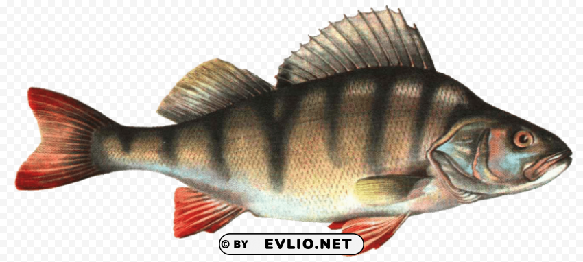 fish Transparent PNG images bundle