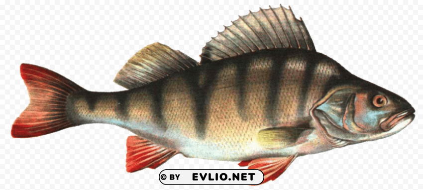 Fish Isolated Subject In Clear Transparent PNG