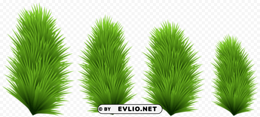 pine branches Isolated Design Element in Clear Transparent PNG
