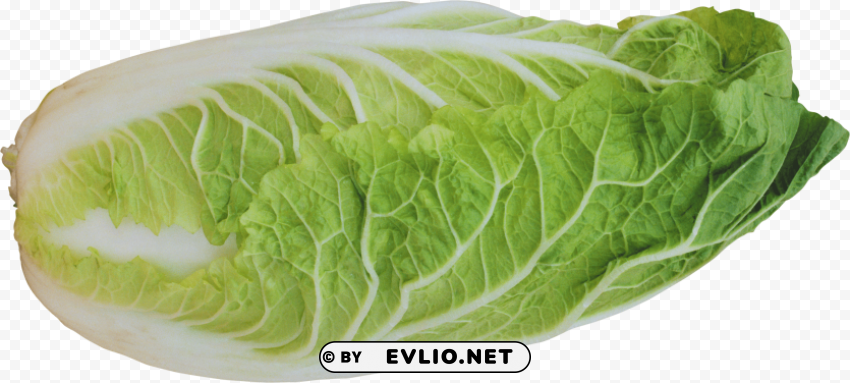 salad Transparent PNG Illustration with Isolation