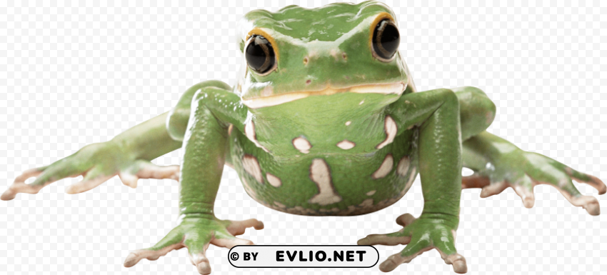 frog Isolated Item on Transparent PNG Format