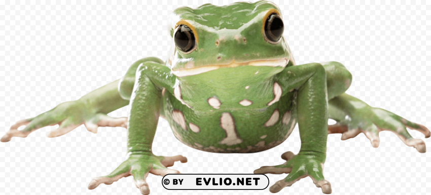 frog PNG transparent pictures for projects