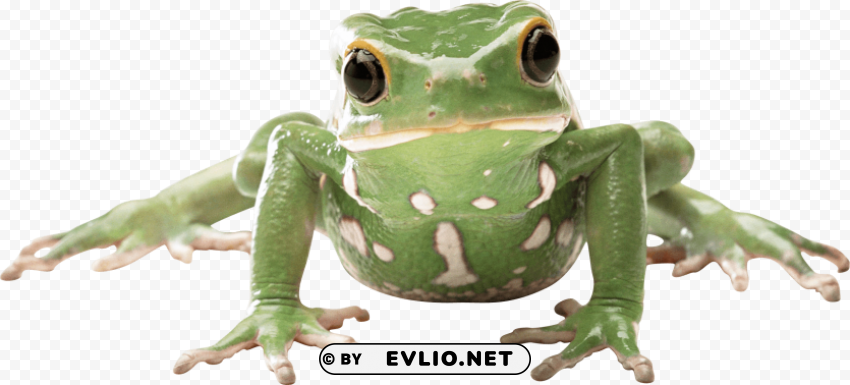 frog front PNG images without watermarks