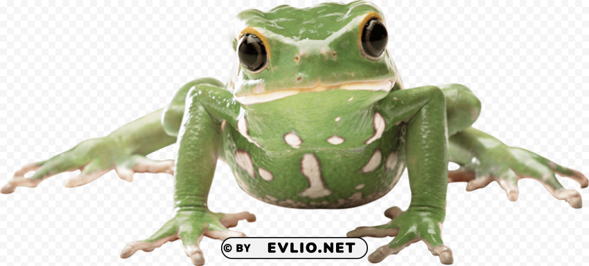 Frog Front PNG Images Without Watermarks